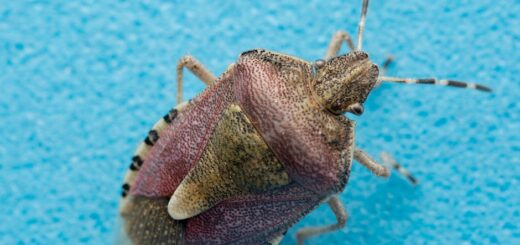 Bedbug Extermination
