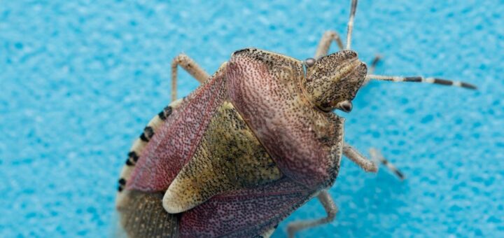 Bedbug Extermination