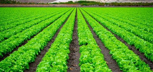 organic farming supplies