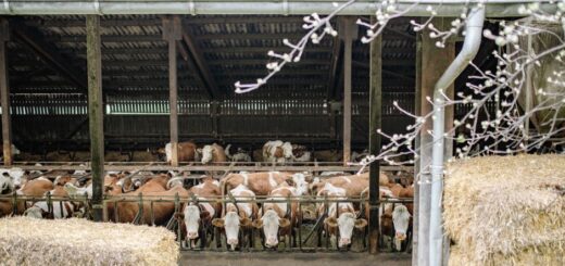 supplier of livestock feed