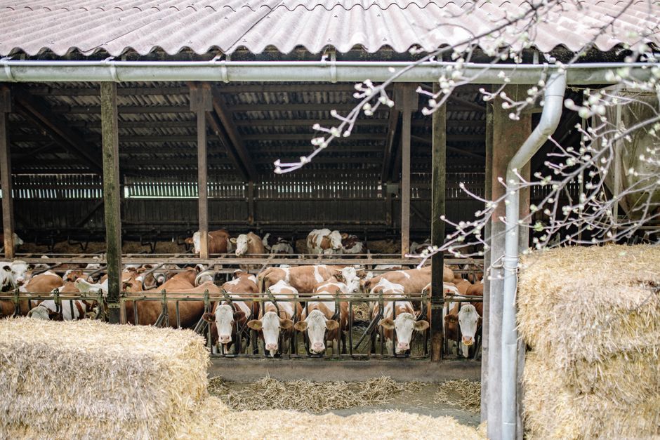 supplier of livestock feed