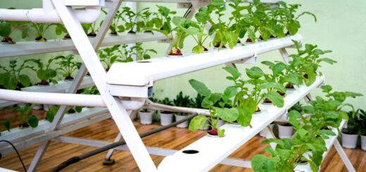 aquaponics kit
