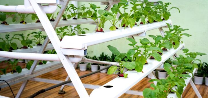 aquaponics kit