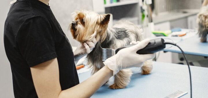 pet boarding facility