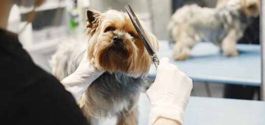 peluquería canina cerca