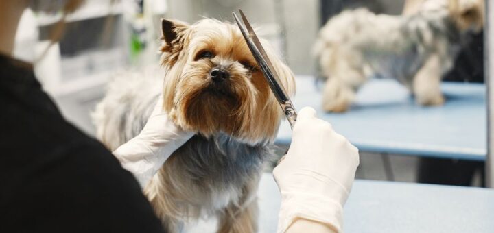 peluquería canina cerca