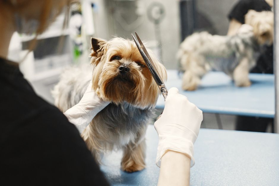 peluquería canina cerca