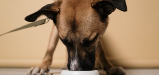 raw dog food delivery