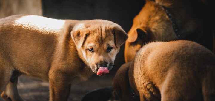 raw dog food delivery