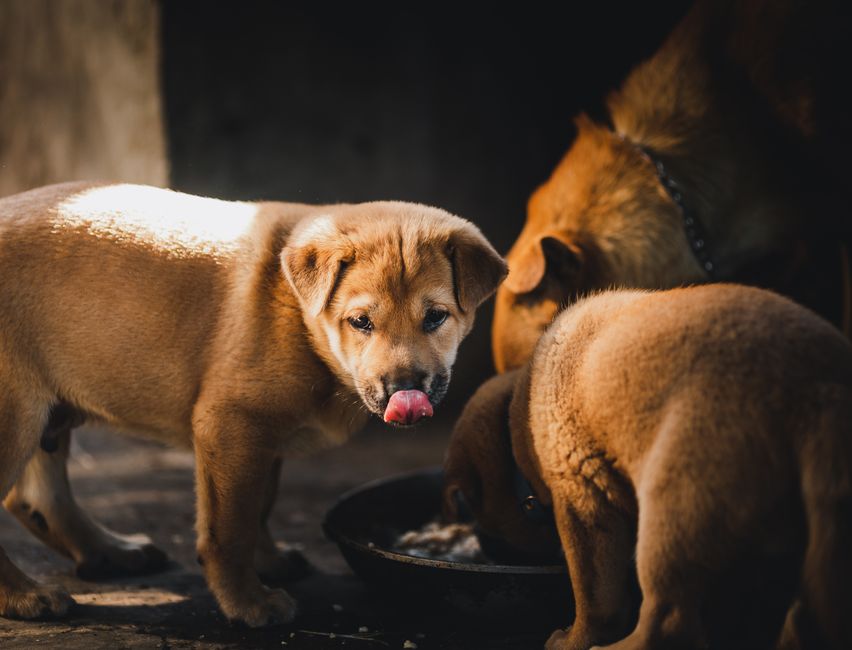 raw dog food delivery