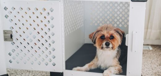 seguro para mascotas