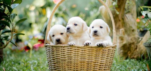 criador cachorros cerca