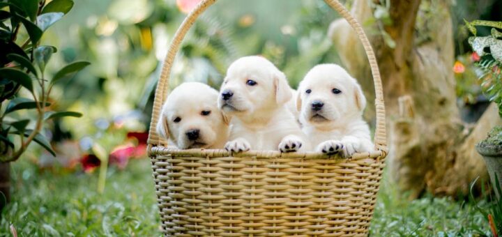 criador cachorros cerca