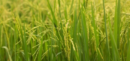 crop insurance