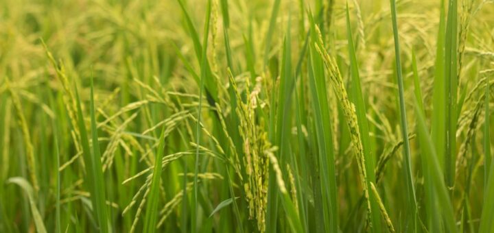 crop insurance