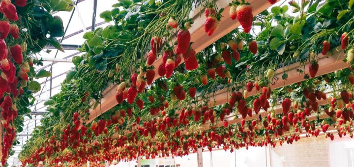 vertical farming technology