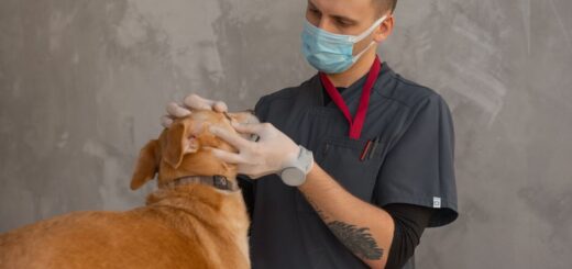 clínica veterinaria reserva