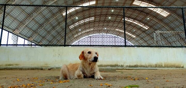 犬の保育園